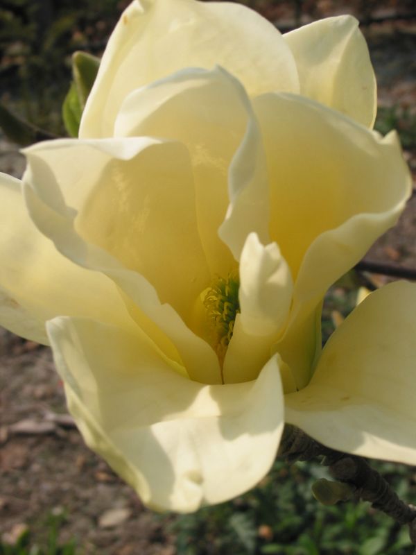 Magnolia 'Elizabeth'  - 230cm - Leittrieb -freie Stammhöhe 60cm -  blühreif - Einzelstück!