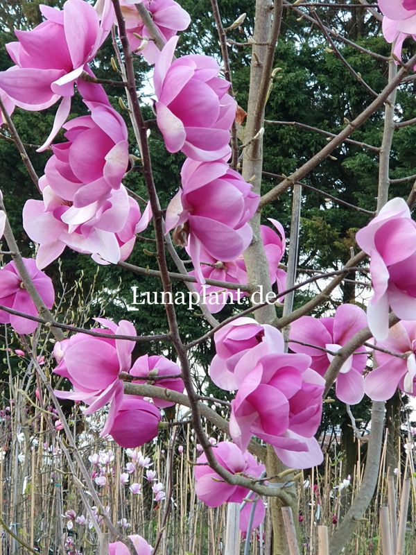 Magnolia 'Annabelle'. Riesige pinkfarbene Blütenpokale an einem rundkronigen, stark aufrecht wachsenden Baum. Aus unserer eigenen Züchtung. Krreuzung : Black Tulip x M. sargentiana var. robusta 'Multitepal'