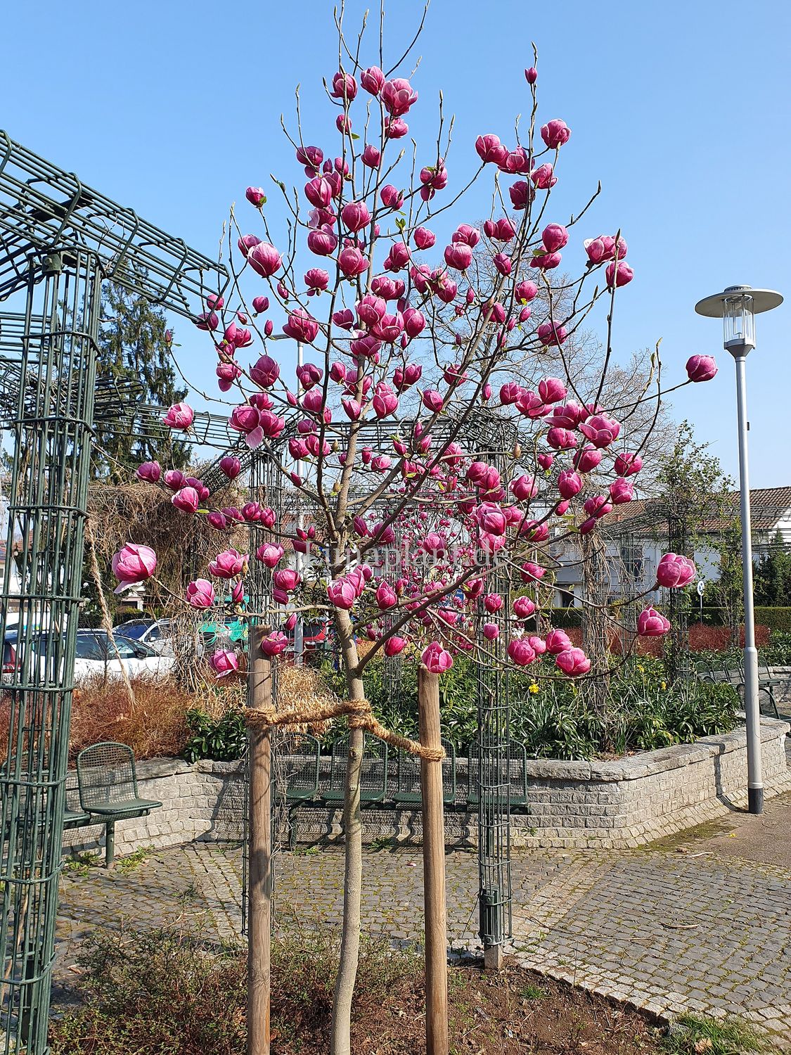 Magnolia &#39;Krifteler Frühling&#39; in Vollblüte. Bei Lunaplant.de bundesweit versandkostenfrei.