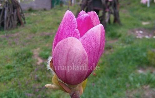 Magnolia 'Phoenix', junge Blütenkerze im Frühling