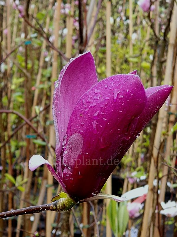 Magnolia 'Beate Bomm' - 50/75 cm - Leittrieb