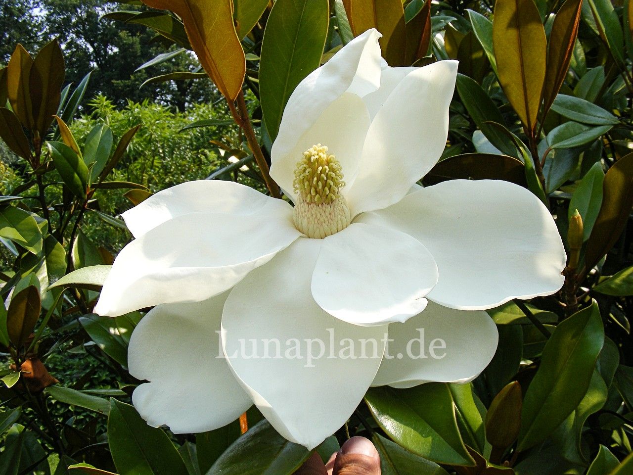 Magnolia grandiflora 'Ferruginea' - 100cm , Stammbusch