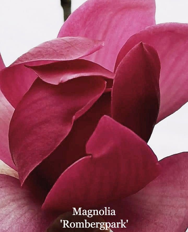 Magnolia &#39;Rombergpark&#39;  - 160/180cm -Leittrieb, blühreif