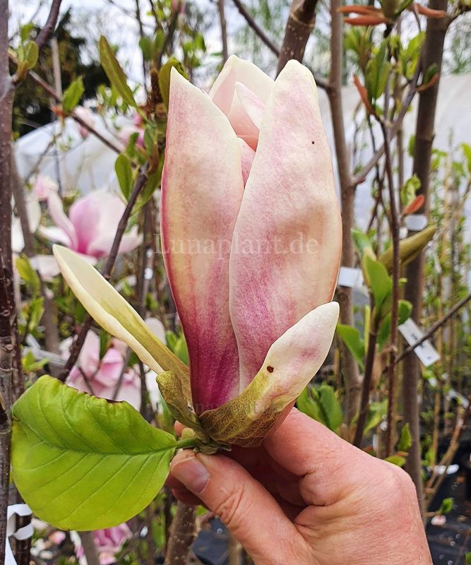 Magnolia 'Toro' - 200/225cm - Leittrieb - blühreif - Einzelstück!