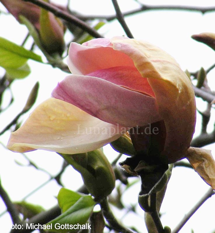 Magnolia 'Titan' - 120/140cm - Veredlung - Leittrieb -blühreif