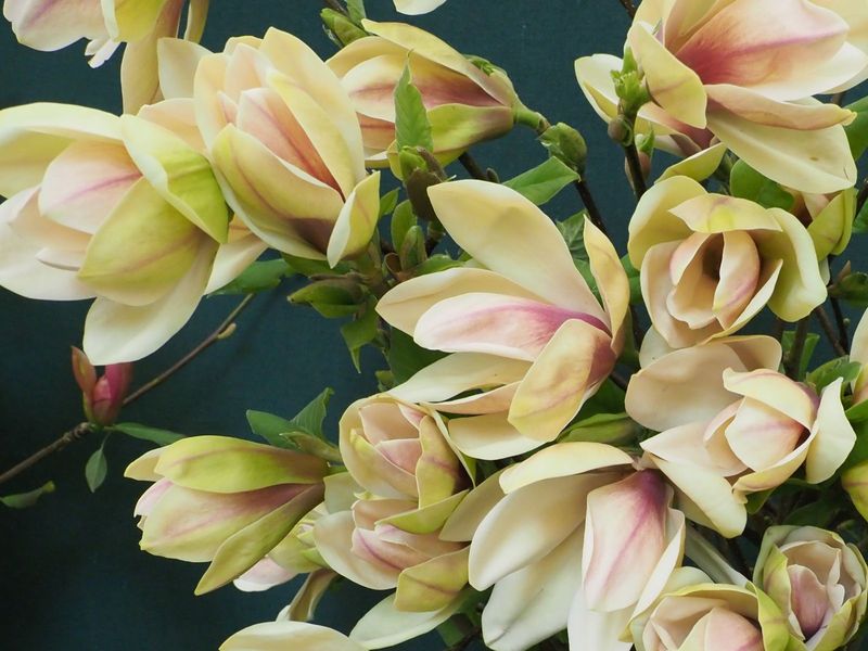 Magnolia xbrooklynensis 'Ambrosia' -  200cm - Leittrieb - Einzelstück