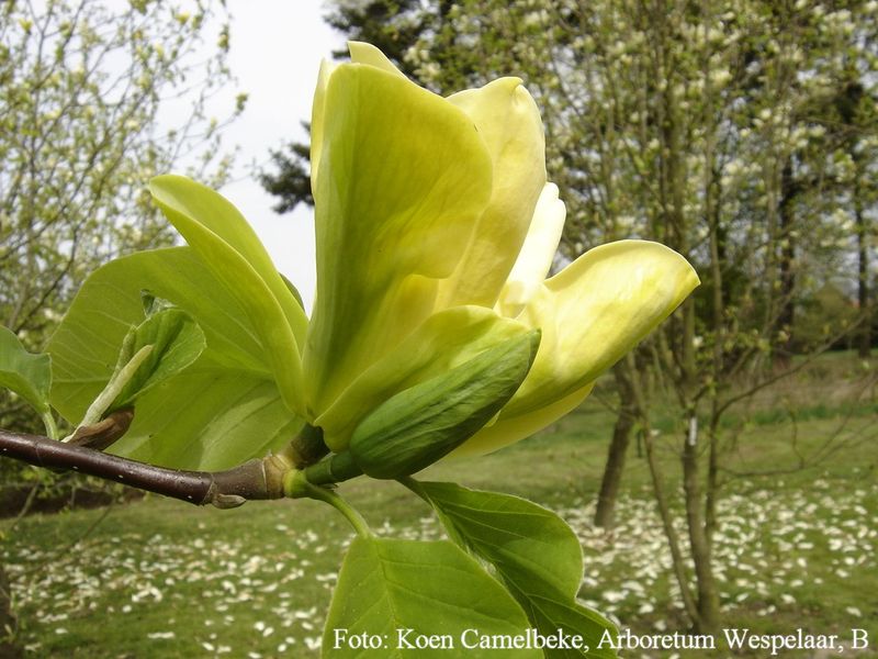 Magnolia 'Anilou' - 200cm - Leittrieb