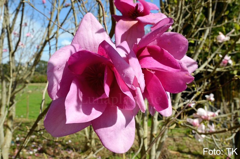 Magnolia 'Ann's Delight' - 60/80cm - Leittrieb