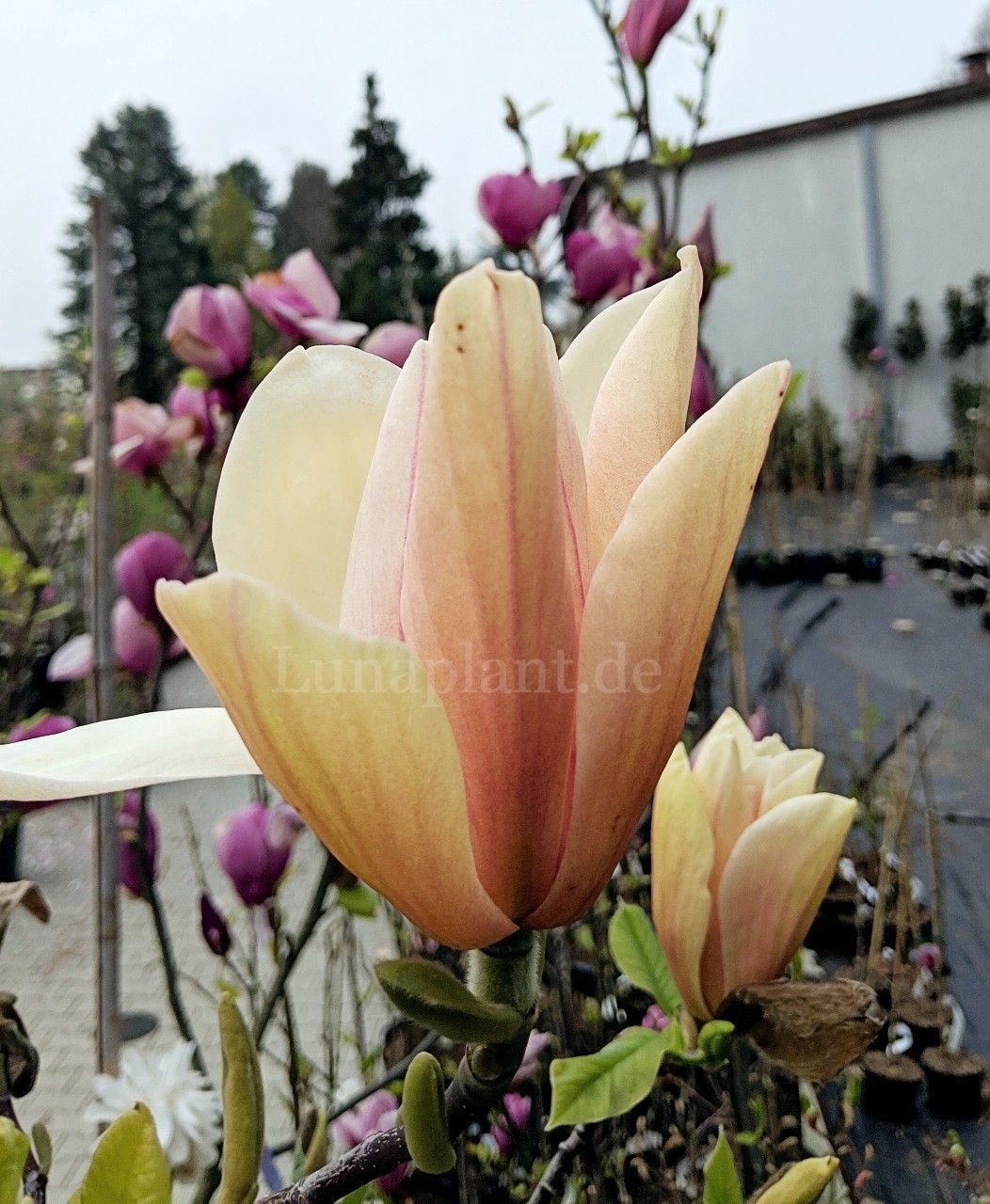 Magnolia 'Barbara Nell' - 140cm - Leittrieb