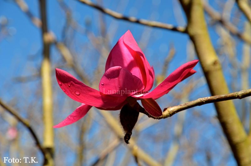 Magnolia campbellii 'Betty Jessel' - 160/180cm - Leittrieb - Einzelstück!