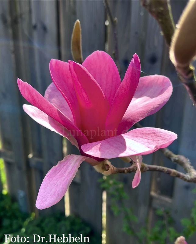 Magnolia 'Big Ben'  - 260cm - Leittrieb - freie Stammhöhe 170cm - Einzelstück!