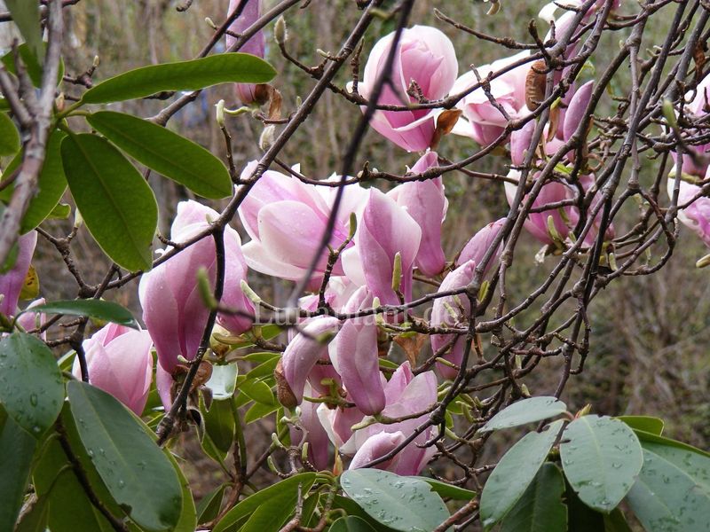Magnolia xsoulangeana 'Big Pink' - 200cm Leittrieb, blühreif - Einzelstück!