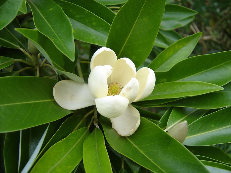 Magnolia virginiana var. australis - 200cm - Leittrieb