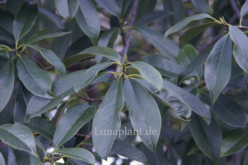 Magnolia chapensis  160cm - Einzelstück