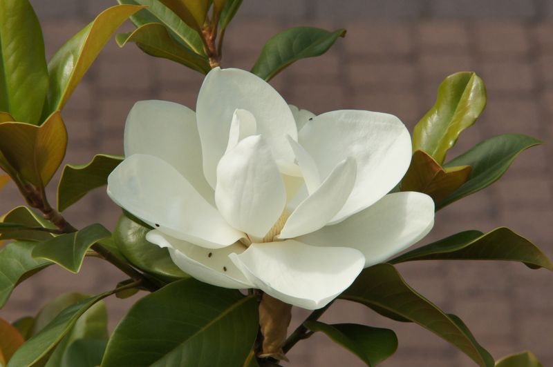 Magnolia grandiflora 'Dreamcatcher' - 120cm - Leittrieb