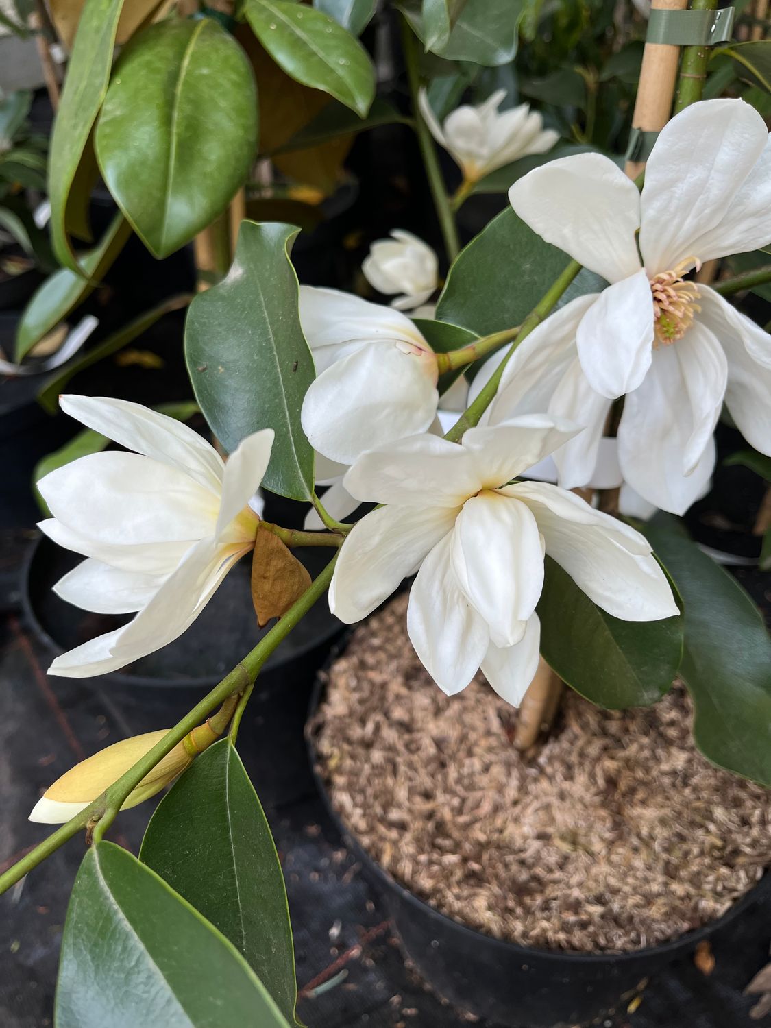 Magnolia 'Eternal Spring' -   60/80cm - Leittrieb
