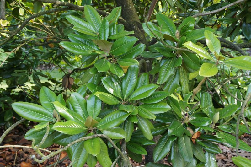 Magnolia grandiflora 'Greenback'  120cm - Einzelstück