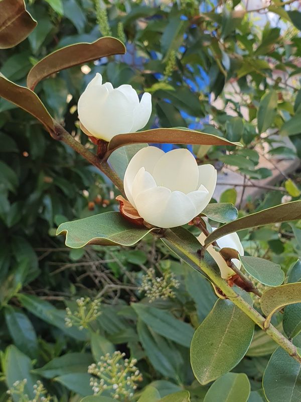 Magnolia laevifolia 'Willowleaf' - 100/125cm - Leittrieb, blühreif