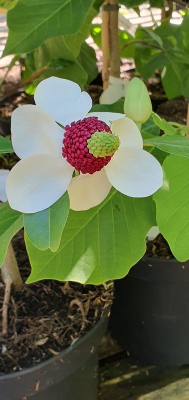 Magnolia yuyuanensís x sieboldii (O12) - 260cm - Leittrieb - blühreif -solitär