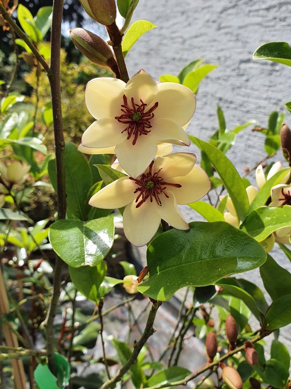 Magnolia 'White Caviar' - Stammbusch - blühreif