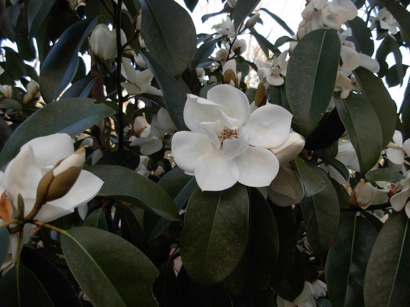 Magnolia maudiae var. platypetala 'Snow Bouquet' -100 cm - Leittrieb