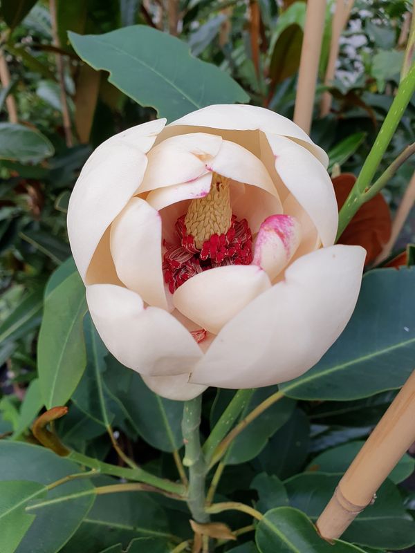 Magnolia sapaensis - 250cm - Leittrieb - blühreif