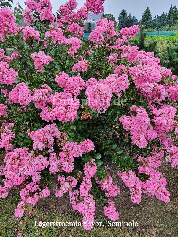 Lagerstroemia 'SEMINOLE'     140/160cm, Stammbusch, Einzelstück