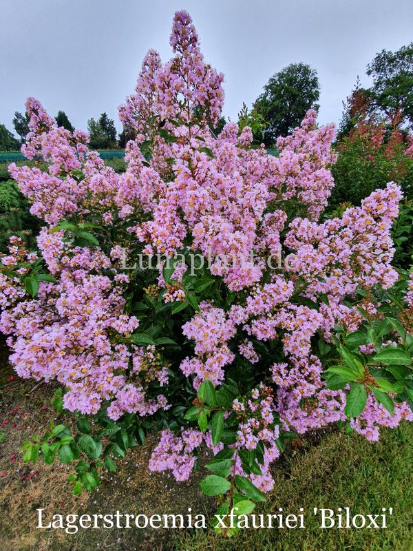 Lagerstroemia 'BILOXI'     140/160, Stammbusch, Einzelstück