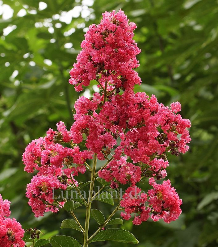 Lagerstroemia 'TUSCARORA'   - 150/175cm, Stammbusch