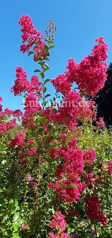 Lagerstroemia 'TONTO'    200cm, mehrstämmig
