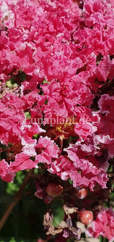 Lagerstroemia 'COMANCHE'     120/140cm, mehrstämmig