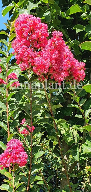 Lagerstroemia 'TUSKEGEE'      200/225cm, mehrstämmig, solitär, Einzelstück