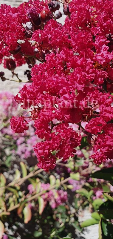 Lagerstroemia 'CHEROKEE'    140cm, Stammbusch, Einzelstück