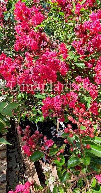 Lagerstroemia 'OKMULGEE'      100/125cm, Stammbusch, blühreif