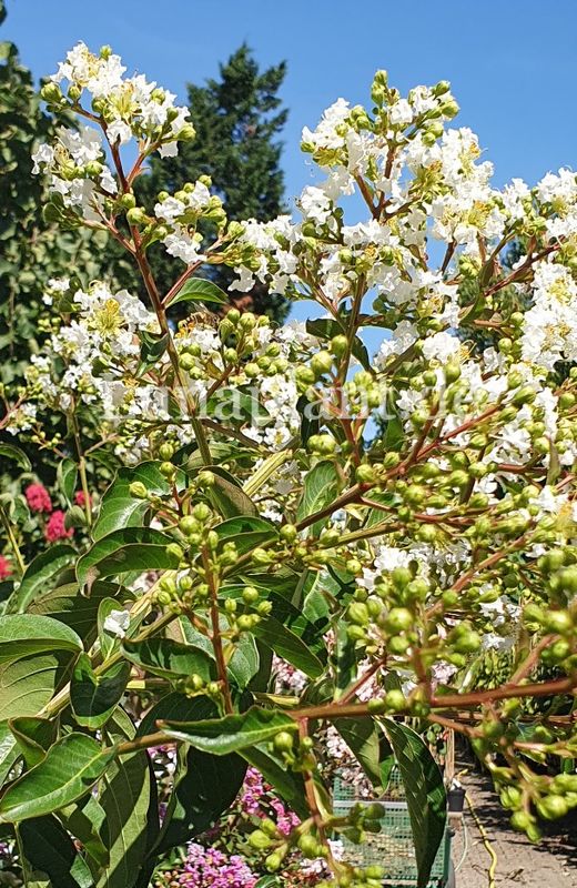 Lagerstroemia 'SARAH'S FAVORITE'   -  140/160cm, Stammbusch