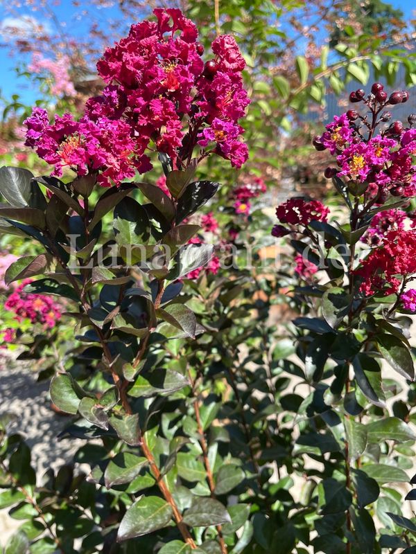 Lagerstroemia indica 'RHAPSODY IN BLUE'     130/150cm, mehrstämmig, solitär