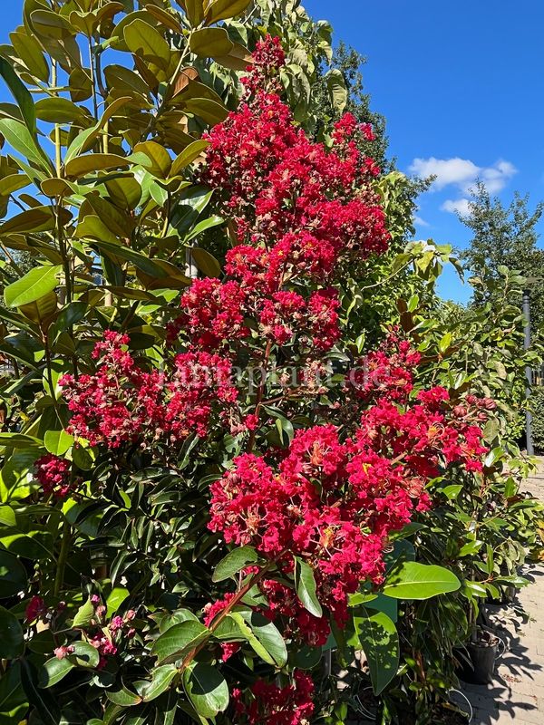 Lagerstroemia 'ARAPAHO'      180/200, mehrstämmig, Einzelstück