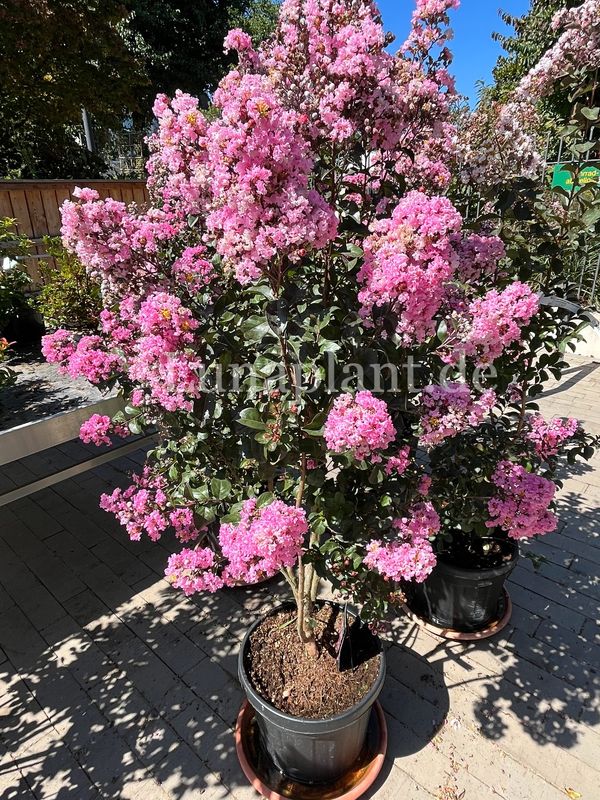 Lagerstroemia indica 'RHAPSODY IN PINK' -   130/150cm,  mehrstämmig, solitär