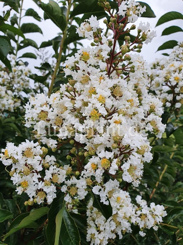 Lagerstroemia fauriei 'KIOWA'     11-stämmig, solitär, Einzelstück, nur Abholung!