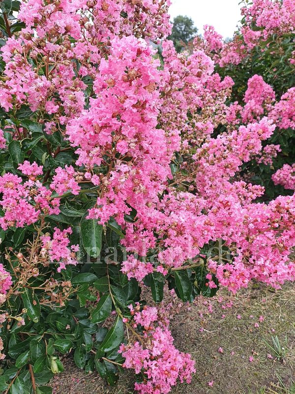 Lagerstroemia 'HOPI'     120/140cm, Stammbusch, Einzelstück