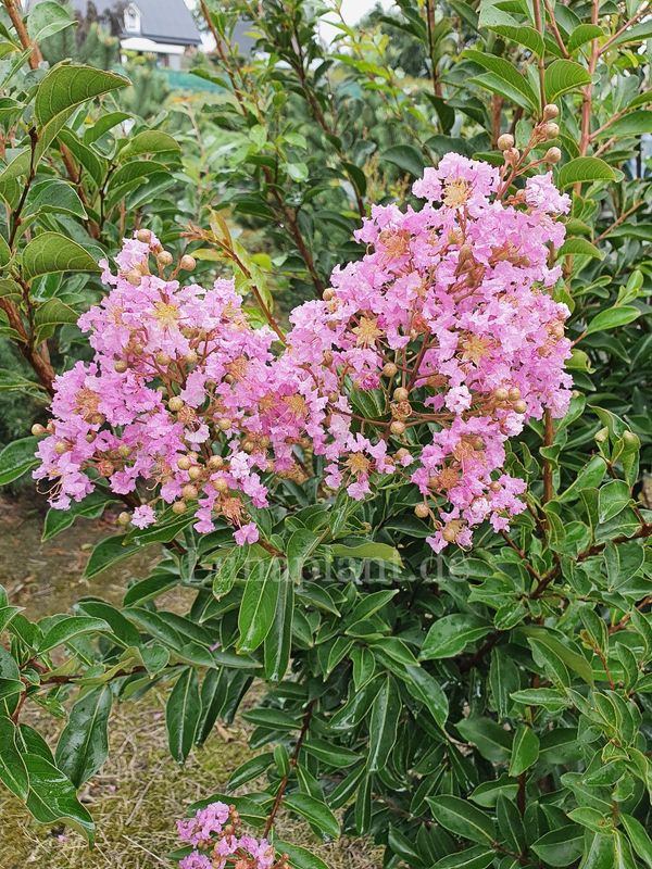 Lagerstroemia 'LIPAN'    200cm, mehrstämmig, solitär, Einzelstück