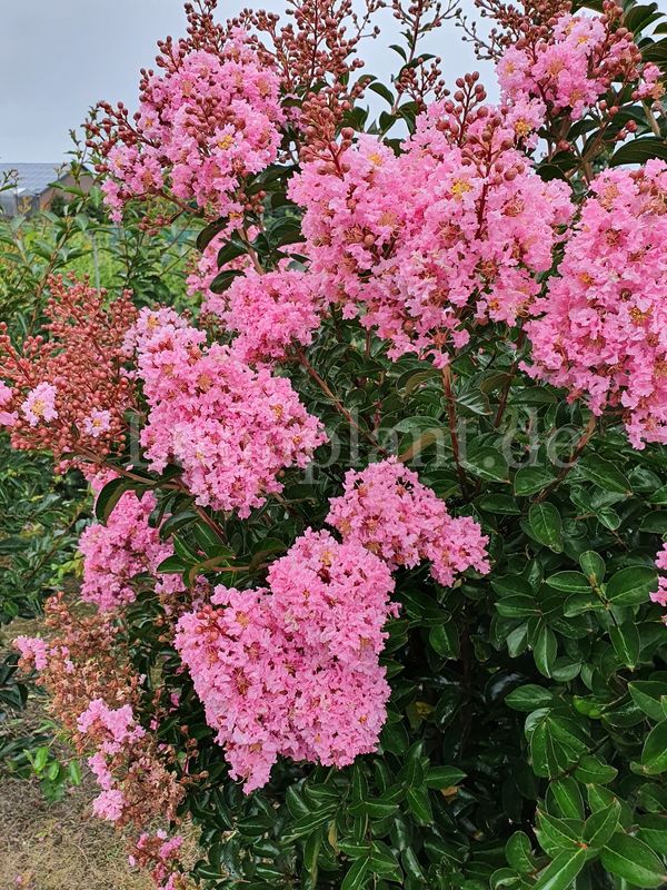 Lagerstroemia 'SIOUX'   - 140/160, Stammbusch, Einzelstück