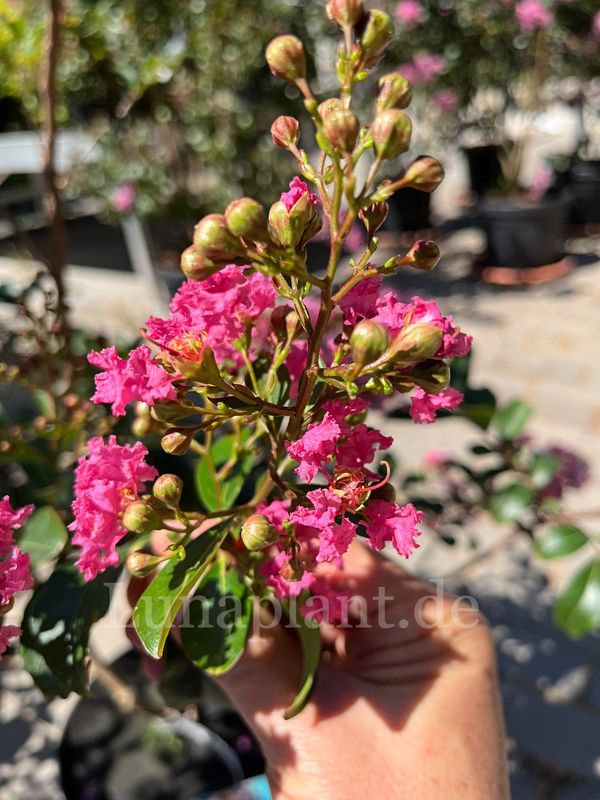 Lagerstroemia 'PECOS'        125/150cm, Stammbusch