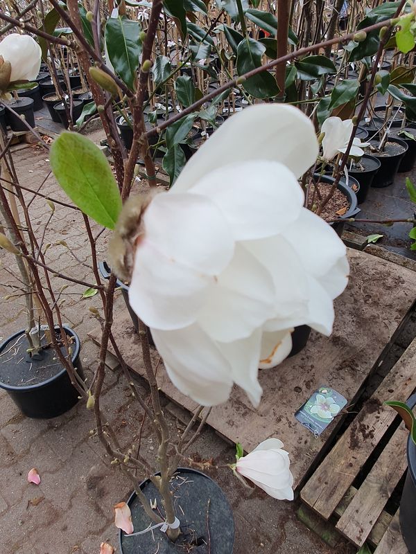 Magnolia kobus 'White Swan' - 140/160cm - Stammbusch - blühreif - Einzelstück!