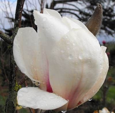 Magnolia 'Billowing Cloud' - 140cm - Leittrieb - blühreif