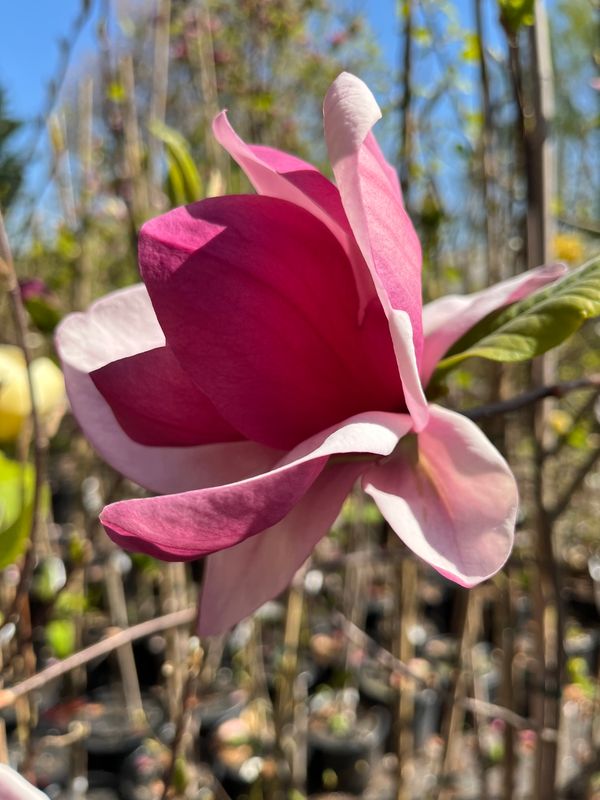 Magnolia 'Fuksja'  -  180/200cm - Leittrieb - freie Stammhöhe 100cm - blühreif - Einzelstück!