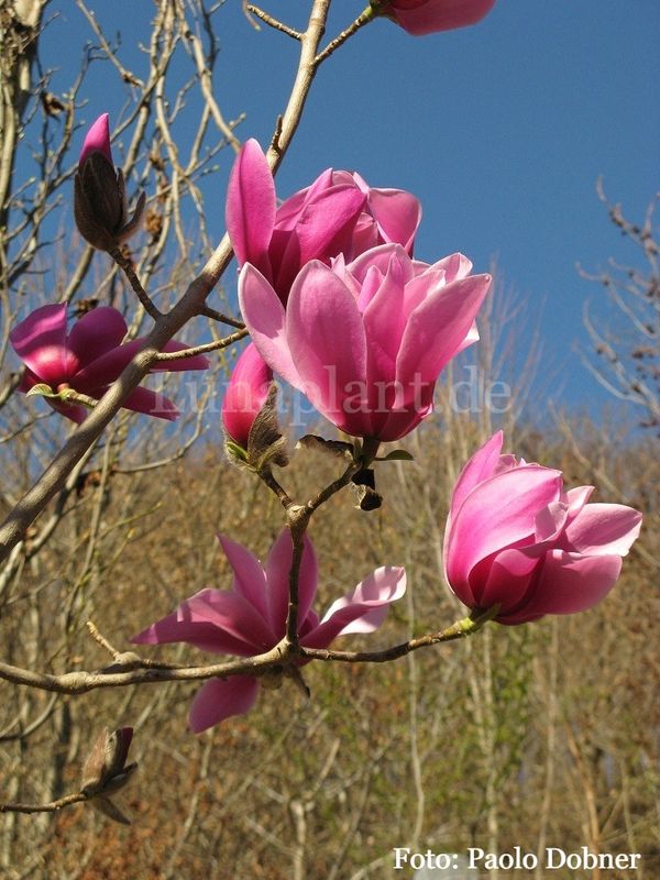 Magnolia 'Lesa Purple' - 200cm - Leittrieb - Einzelstück!