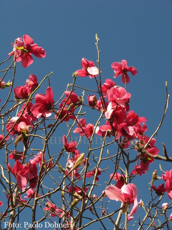 Magnolia 'Lesa Splendor' - 120/140cm - Leittrieb