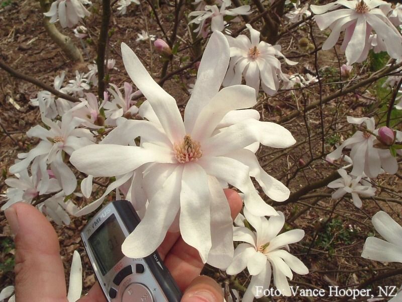 Magnolia xloebneri 'Lesley Jane'  200cm - Leittrieb - blühreif - Einzelstück!