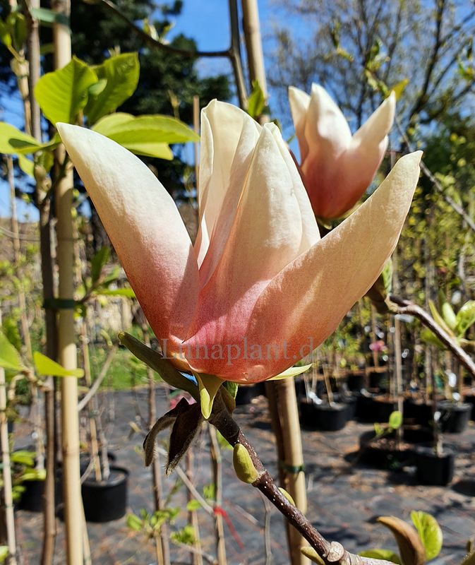 Magnolia 'Peaches'n Creme'  - 150/175cm - Leittrieb - blühreif